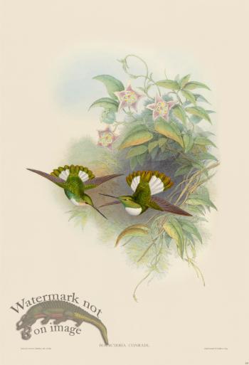 Gould Hummingbird 253